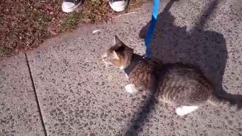 How to train your cat for leash walk