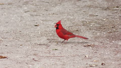 male Northern Cardinal feeds on seeds on the ground