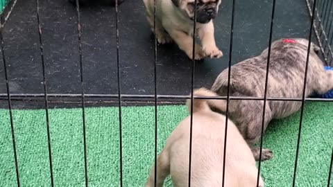 Frug Puppies for Sale Oregon