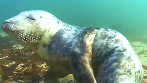 Baby seal cried anxiously for human's help to save it's family