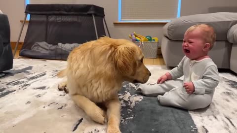 Golden Retriever Pup Makes Baby Cry But Says Sorry! (Cutest Ever!!)