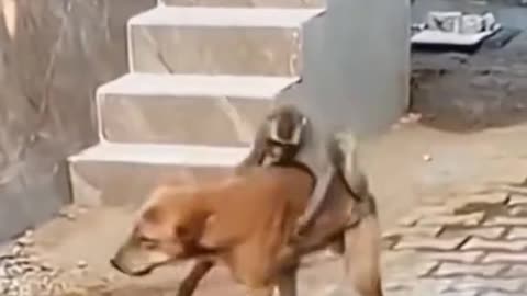 Dog n Monkey fight