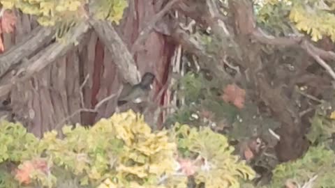 Hummingbird Cleaning Himself in Tree