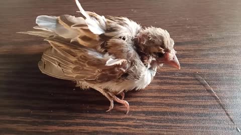 Rescued badly injured Baby Sparrow __ life on earth