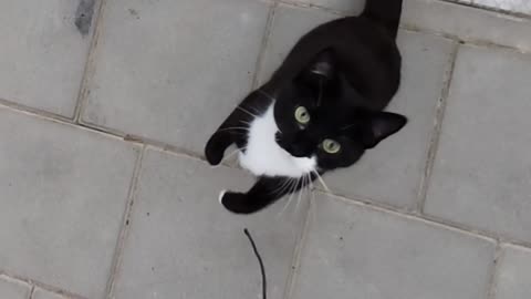 Cat playing with string in slow smotion