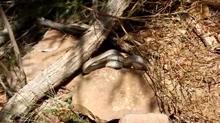 Venomous Eastern Brown Snake Catches Skink