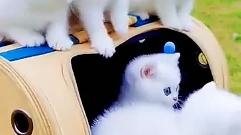 shorts ,/whitecat /catvideos /trending /catloversworld #/cutebaby /youtubeshorts/tiktokcats#viral