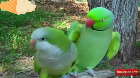 Funny birds videos 2021 Funniest parrots compilation ever seen 2021