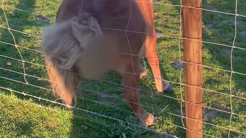 Shetland Pony Twerks on Fence