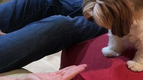 Dog mesmerized by hand