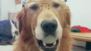 Golden is feeling cute with glasses on
