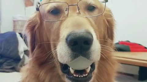 Golden is feeling cute with glasses on