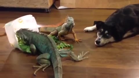 Iguanas literally don't care at all about dog