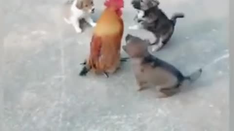 scary dog fighting with a chicken