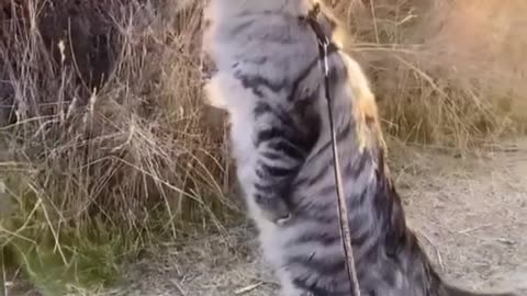 Crazy Cat thinks it's Human!