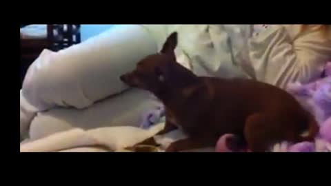 PINSCHER - 😂 TRY NOT TO LAUGH WITH THESE CREATURES - Pinscher Dog