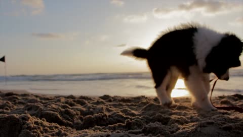 The dog plays on the beach alone