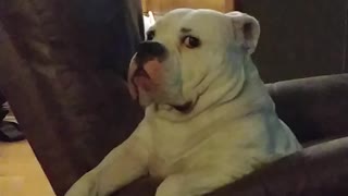 Gracie the bulldog only loves Daddy