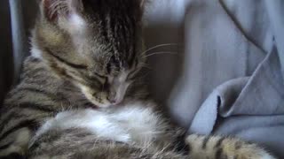 Small Cat Washes His Cute Little Belly