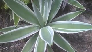 The agave plant has its beauty, but it also has thorns that pierce [Nature & Animals]