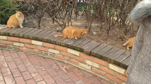 It looks like a street cat playing leisurely playing.