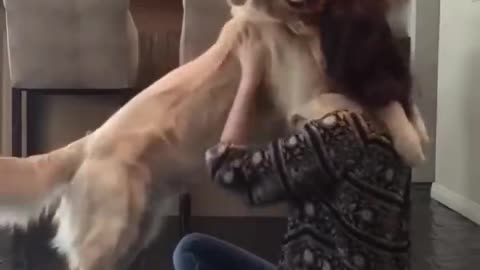cute dog snuggling with owner