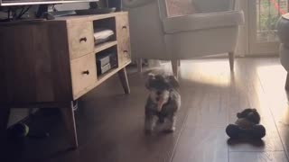Small Dogy Wants To Play