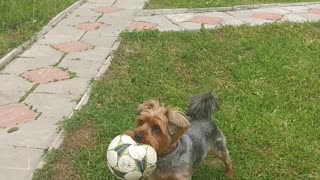 Dog brings the ball