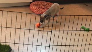 This Cute Puppy Talks to Her Toy