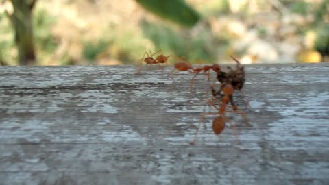 Handheld footage of ants carrying a dead spider!