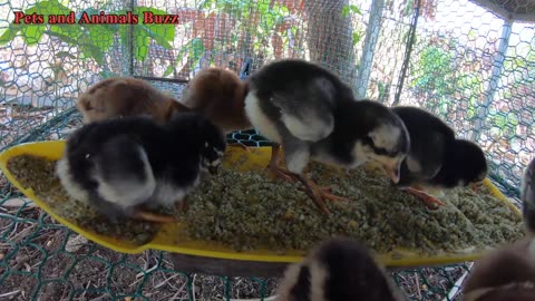 Making chick started feed