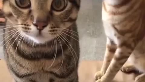Heartbreaker Cat Gets Very Angry