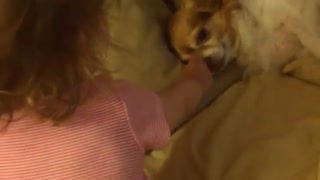 Toddler gives priceless response to sneezing Chihuahua