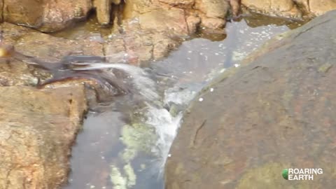 Surprise Attack Octopus Snatches Crab on Dry Land