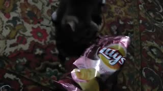 kitten tries to find chips