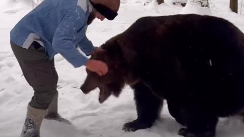 Grizzly Bear