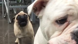 Pug is mad at Bulldog for stealing ball