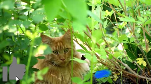 Maine Coon Vs Norwegian Forest Cat - How To Identify Them