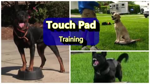 The POWER of TOUCH PAD preparing for Puppies and Adult Dogs