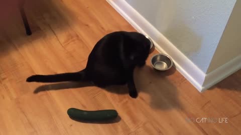 scared cats with giant cucumber