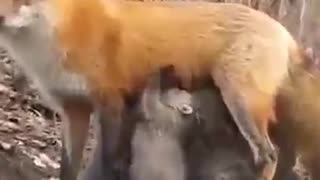 Fox feeding orphans bears
