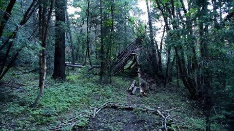 Sasquatch Tree Knocks