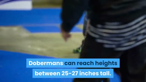 Doberman facts