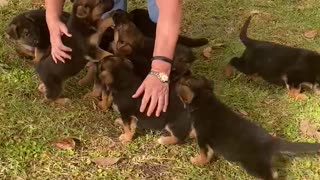 Appleridge German Shepherd Dog babies