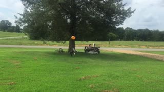 Dog's Commitment To Keep The Balloon Off The Ground Is Truly Admirable