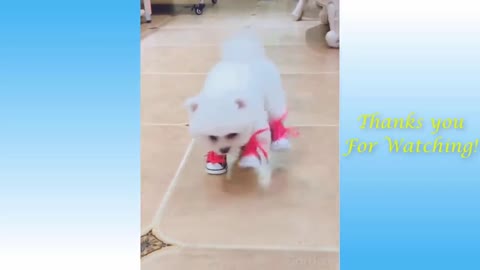 Try not to laugh with cute dog