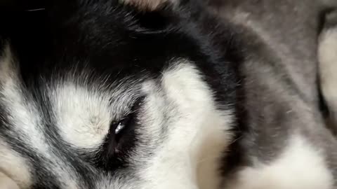 Husky, what did you dream of