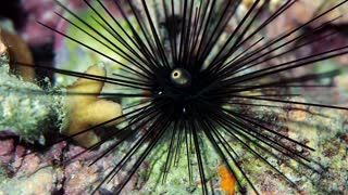 Long Spined Sea Urchin Spotted at Night