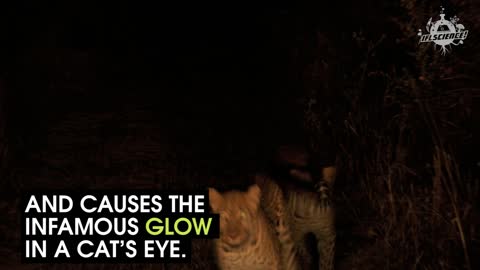 How Do Cats See The World