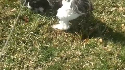 White dog with black spots rolling around grass